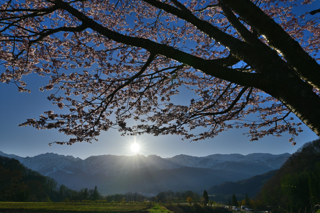 野平の桜と北アルプス