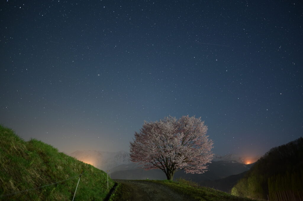 野平の桜と北アルプスと星空