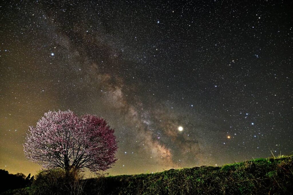 野平の桜と天の川