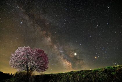 野平の桜と天の川