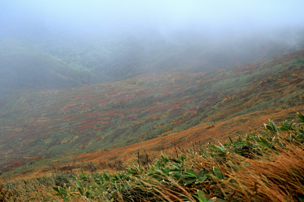 栗駒山　紅葉の絨毯