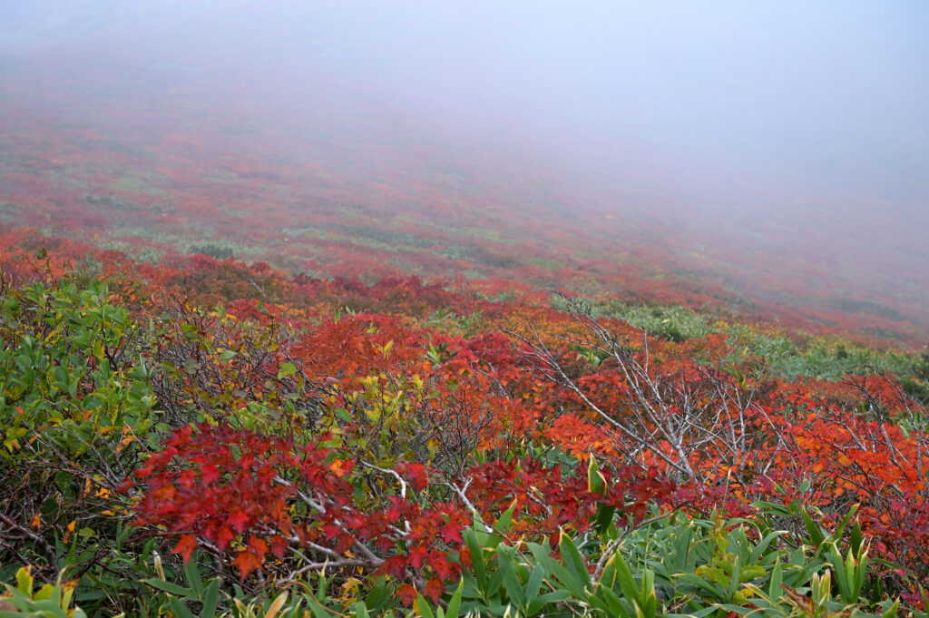 栗駒山　紅葉の絨毯